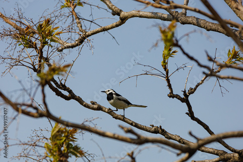 A White wagtail on willow branch (Motacilla alba, Motacillidae)