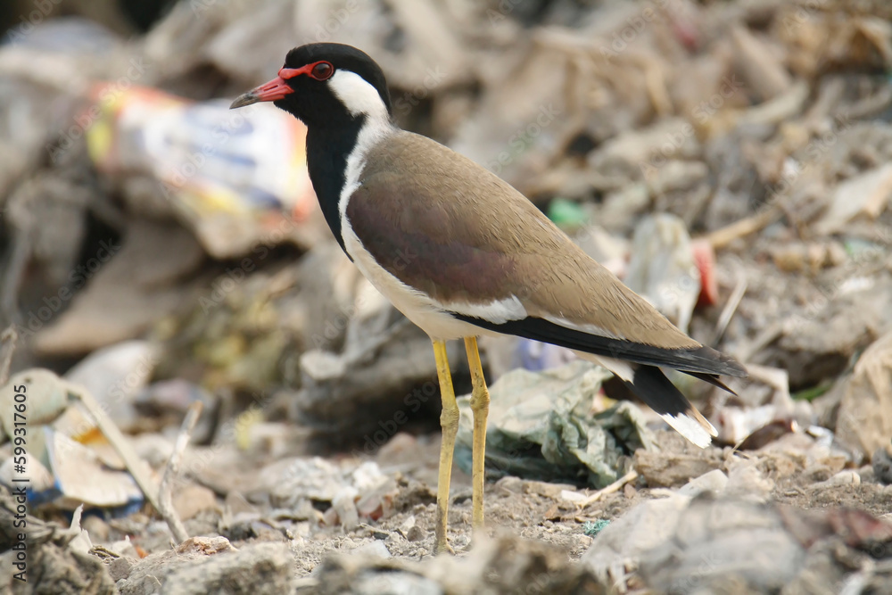 Red wattled lapwing Red wattled lapwing