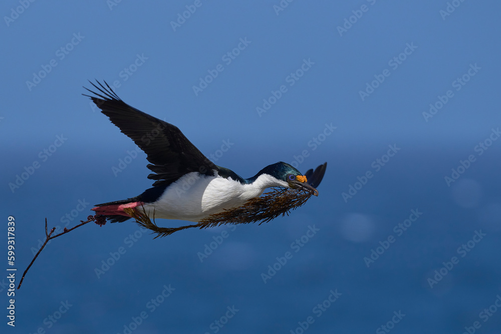 Obraz premium Imperial Shag (Phalacrocorax atriceps albiventer) in flight carrying vegetation to be used as nesting material on Sea Lion Island in the Falkland Islands