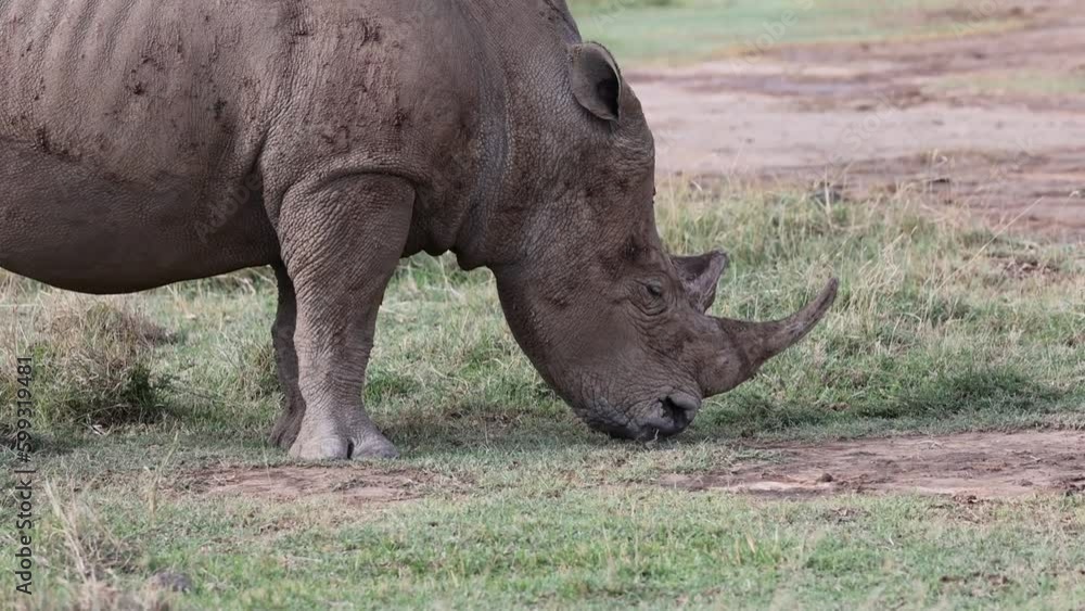 White Rhino rhinocerous grazing in Nakuru national park White Rhino rhinocerous grazing in Nakuru national park