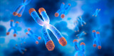 Chromosomes with Telomere floating on blue background - science and anti aging technology - 3D illustration