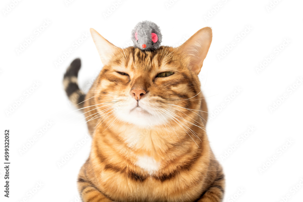 Red domestic cat plays with a toy mouse