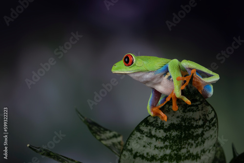 Red-eyed Tree Frog (Agalychnis callidryas).