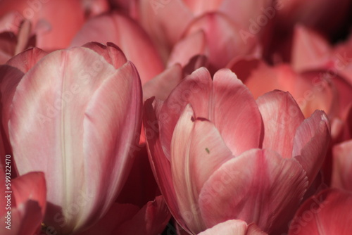 pink tulip closeup