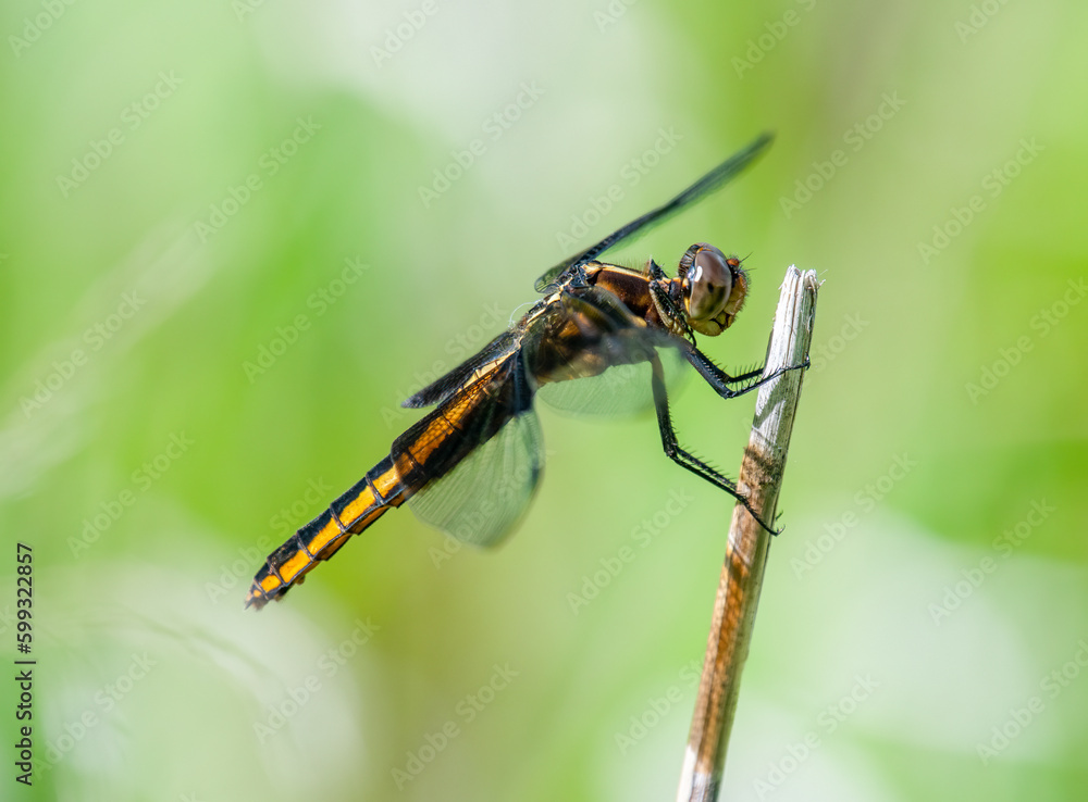 Widow Skimmer Dragonfly with Green Background Widow Skimmer Dragonfly with Green Background