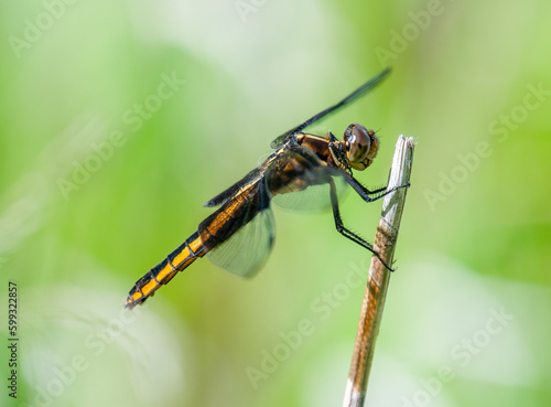 Widow Skimmer Dragonfly with Green Background