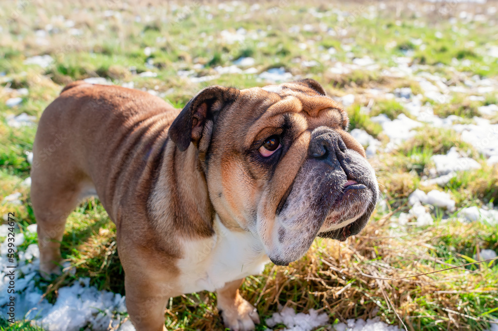 Wide angle portrait of Funny Red English British Bulldog is out for a walk running on the snow grass on a spring day