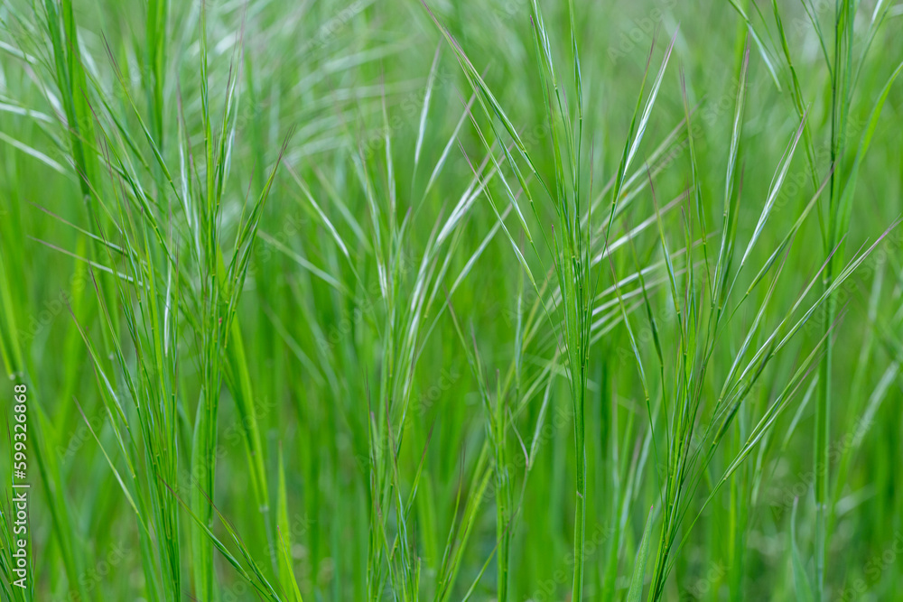 Bromus tectorum. Close-up of spikelet plants with green spikes. Downy brome, drooping brome. Bromus tectorum. Close-up of spikelet plants with green spikes. Downy brome, drooping brome.