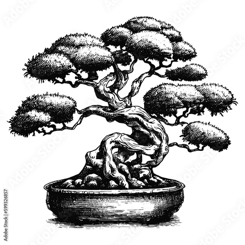 Bonsai in a pot vector sketch