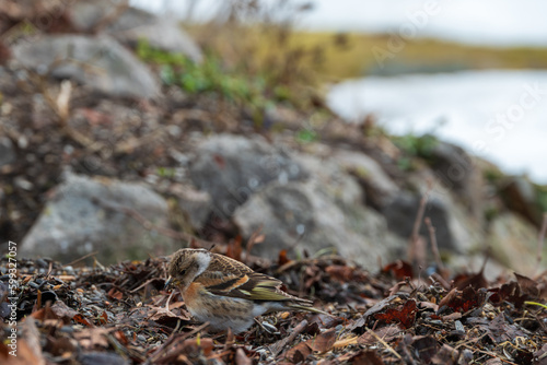 Young Chaffinch close-up from ground level.