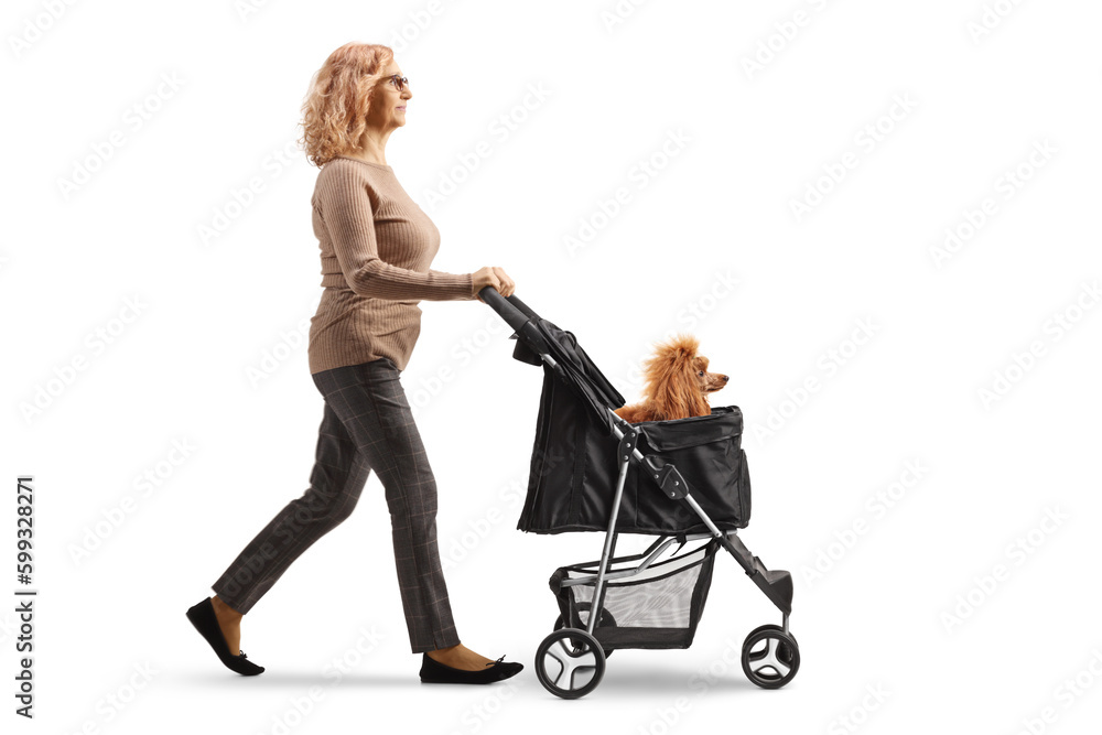 Full length profile shot of a mature woman walking and pushing a poodle dog in a stroller Full length profile shot of a mature woman walking and pushing a poodle dog in a stroller