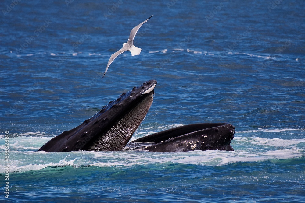 Fototapeta premium Humpback Whale.