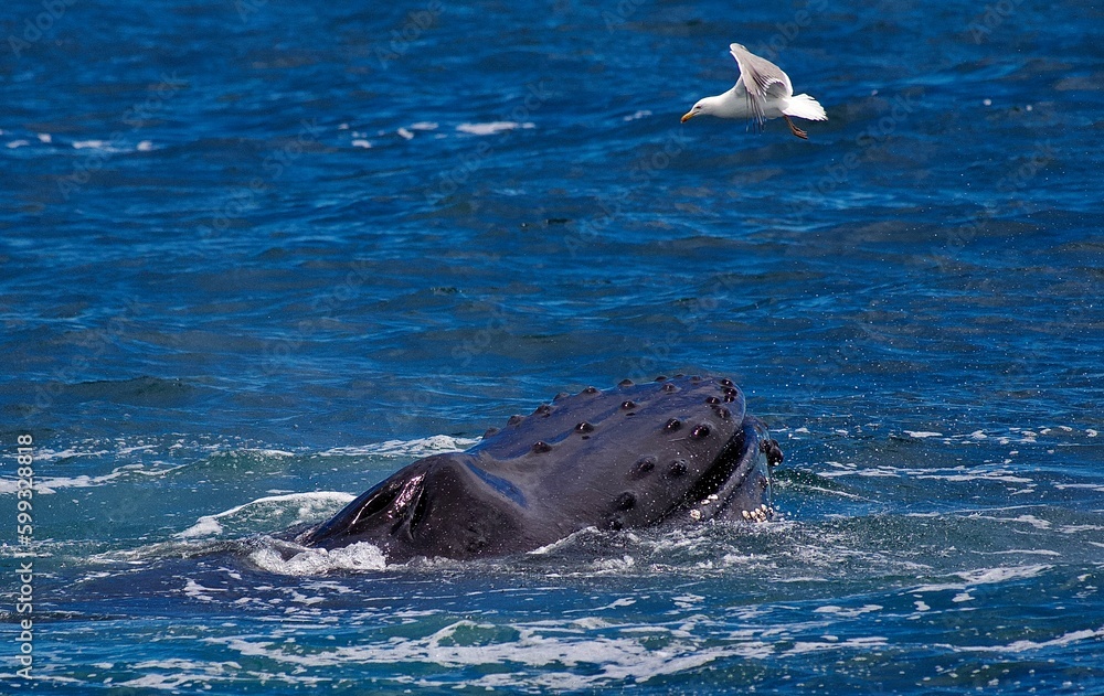 Fototapeta premium Humpback Whale.