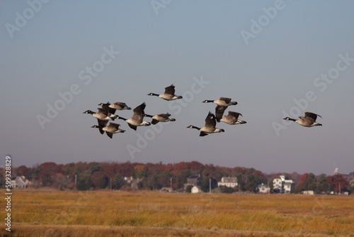 canada geese © richard