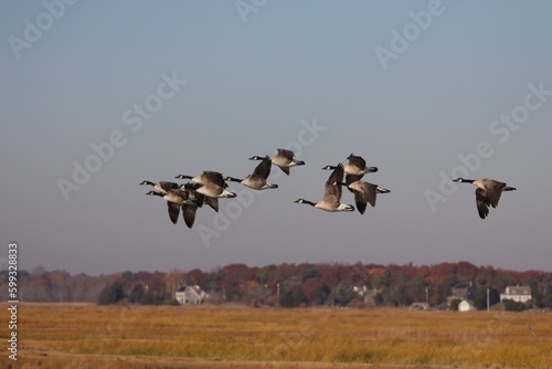 canada geese