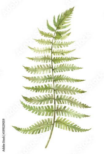 Watercolor illustration of fern. Hand-drawn forest plants isolated on white background. 