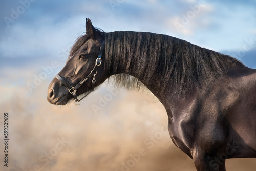portrait of a horse © kwadrat70