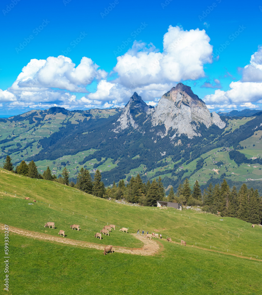 Alpine Bliss in Stoos: Grazing Cows, Hikers, and Majestic Mythen Peaks