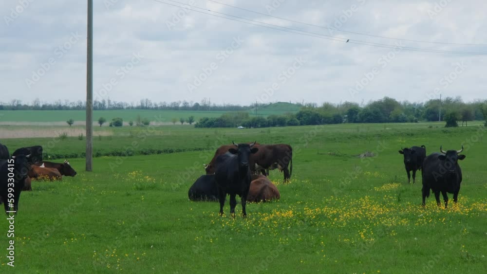 Agriculture industry concept. Farm purebred animals group of cattle walk and sleep in grass among yellow flowers in spring. Herd of cows graze in green fields of Krasnodar region and Adygea, Russia. Agriculture industry concept. Farm purebred animals group of cattle walk and sleep in grass among yellow flowers in spring. Herd of cows graze in green fields of Krasnodar region and Adygea, Russia.