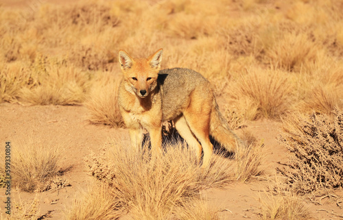 Friendly Andean Fox Gracing in the Foothill Meadow of Atacama Desert, the Los Flamencos National Reserve, Northern Part of Chile, South America photo