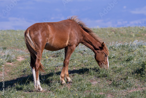 Wild Horse in the Pryor Mountains Montana in Summer