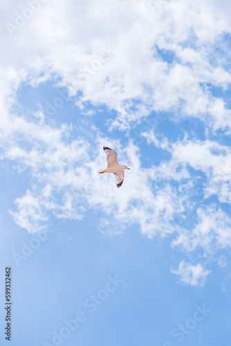 seagull flying in the sky