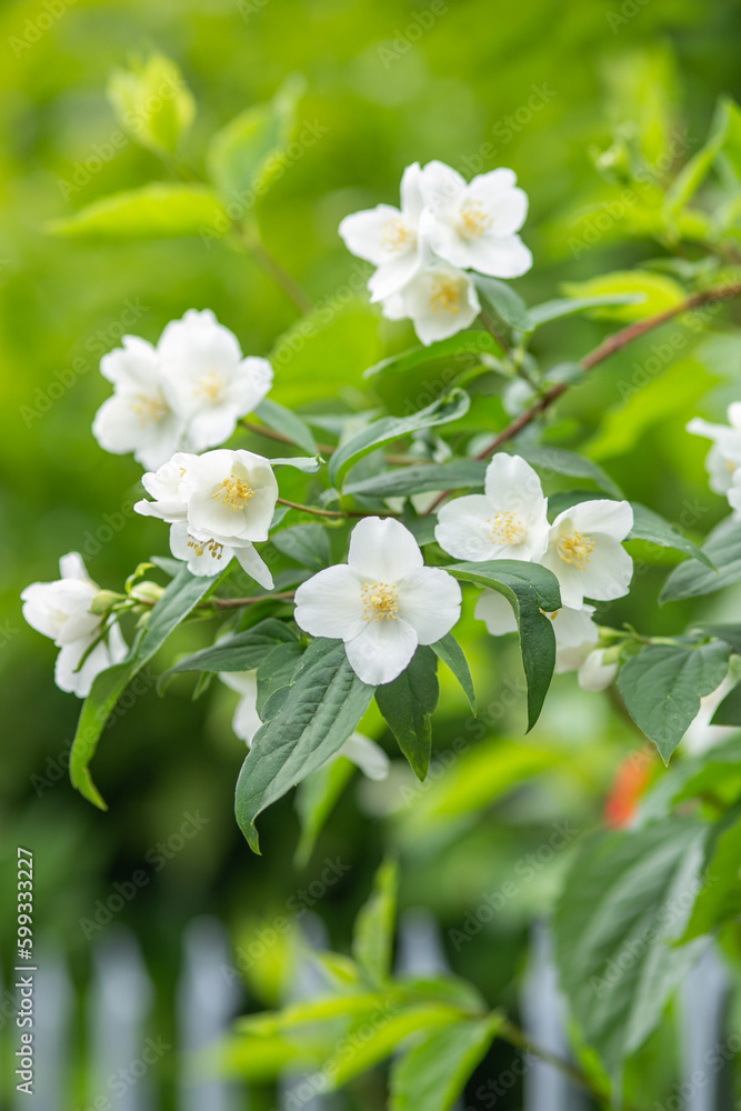 close up of jasmine flowers in a garden.  
