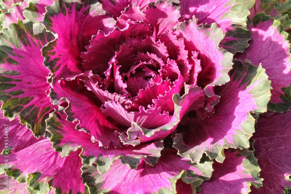 Close-up of fresh plant leaves decorative purple cabbage Brassica oleracea. Organic vegetable healthy eating concept. Autumn harvesting. Vegan food. Agriculture gardening, growing and bio farming Close-up of fresh plant leaves decorative purple cabbage Brassica oleracea. Organic vegetable healthy eating concept. Autumn harvesting. Vegan food. Agriculture gardening, growing and bio farming