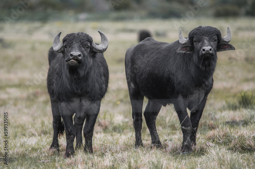 buffalo