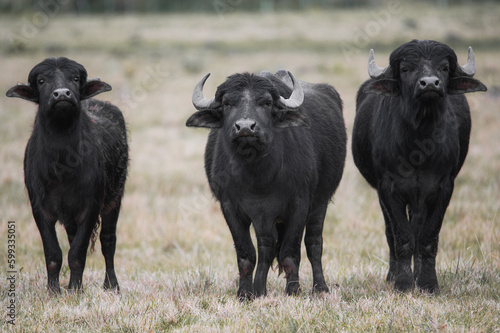 buffalo