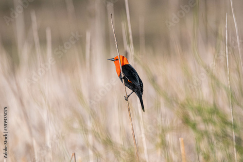 Scarlet headed blackbird