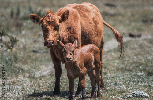 cow on the pasture