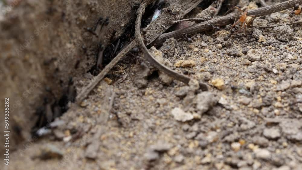 Swarm of black ants, Lasius Niger, attacking a Common Garden Spider, Araneus Diadematus, in a UK garden. Real time. Swarm of black ants, Lasius Niger, attacking a Common Garden Spider, Araneus Diadematus, in a UK garden. Real time.