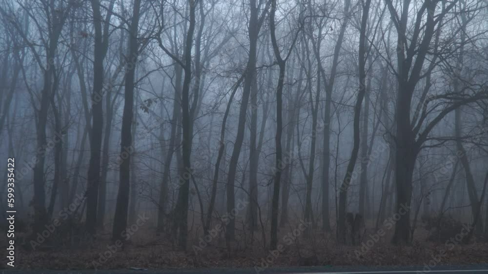 View of a bare forest in a mysterious fog View of a bare forest in a mysterious fog