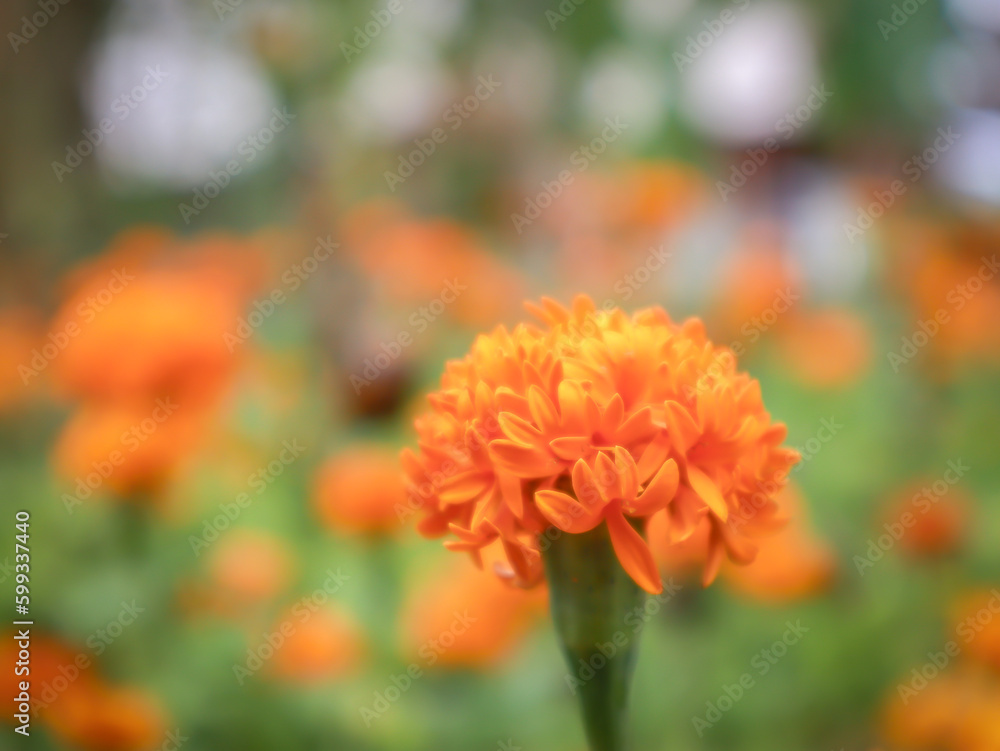 Marigolds in the garden with flowers and leaves as background bokeh. Marigolds in the garden with flowers and leaves as background bokeh.