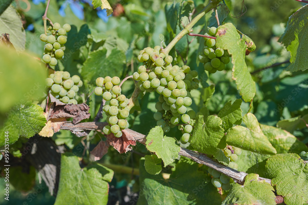 Bunch of grapes hanging from a trellised vine of the Albariño variety, grown in Rias Baixas, Pontevedra, Galicia. Conceptual image of organic viticulture. Bunch of grapes hanging from a trellised vine of the Albariño variety, grown in Rias Baixas, Pontevedra, Galicia. Conceptual image of organic viticulture.