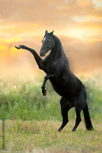 Black stallion rearing up