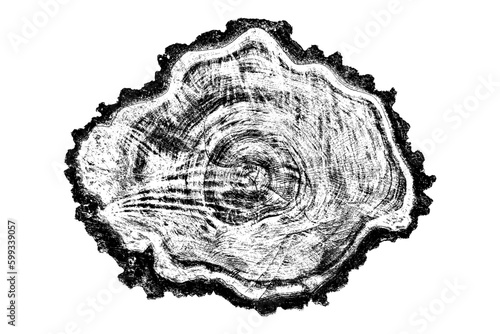 Wood texture cross section of tree rings. Cut slice of wooden stump isolated on white. Textured surface with rings and cracks. Black background made of hardwood from the forest. Vector illustration. photo