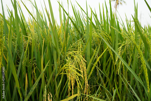 The green rice field, agriculture grain farming