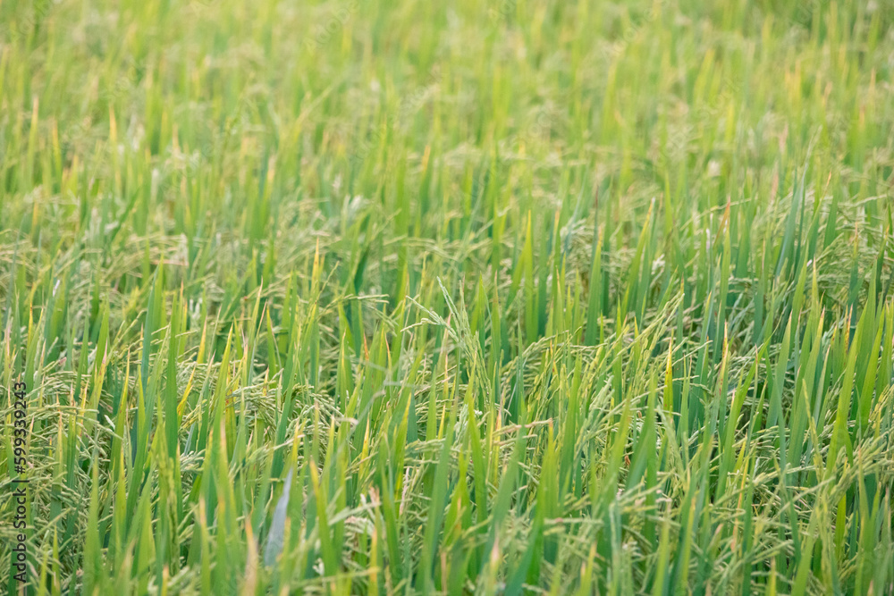 The greenery rice field, agriculture grain farming The greenery rice field, agriculture grain farming