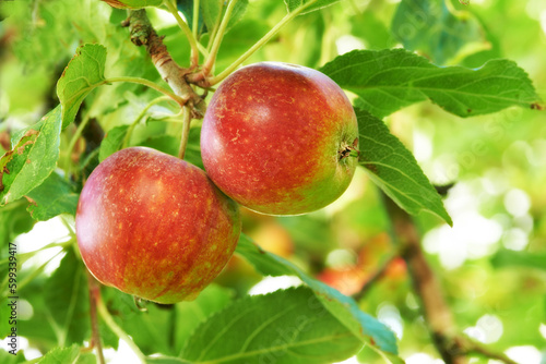 Wallpaper Mural Take a bite of natures bounty. Juicy red apples hanging on a tree. Torontodigital.ca