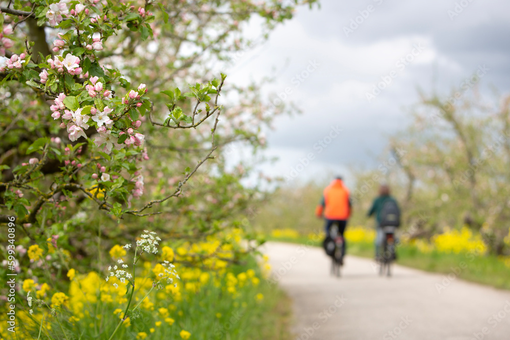 couple on bicycle passes flowering apple trees on dike in holland under grey and cloudy spring sky