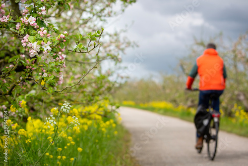 cyclist passes flowering apple trees on dike in holland under grey and cloudy spring sky