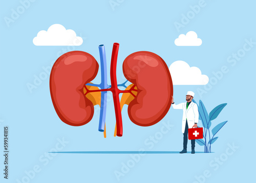 The physician, specialist holds a big sign - kidneys human. Doctors examining kidneys,  studying donor inner organ.  Medicine, physiology and pharmacy research. Flat vector illustration. 