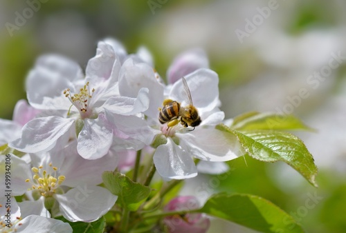 bee full of pollen on white flowers of apple tree at springtime