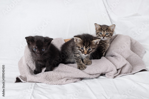 Three little cute kittens sitting on towel
