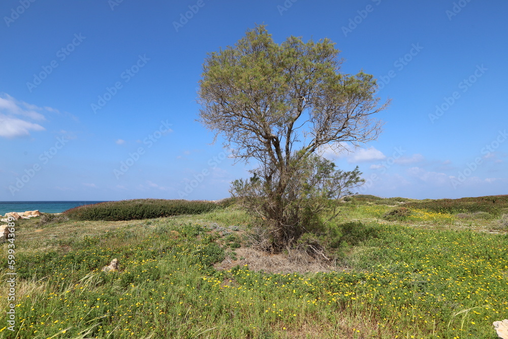 Green plants and flowers on the Mediterranean coast. Green plants and flowers on the Mediterranean coast.