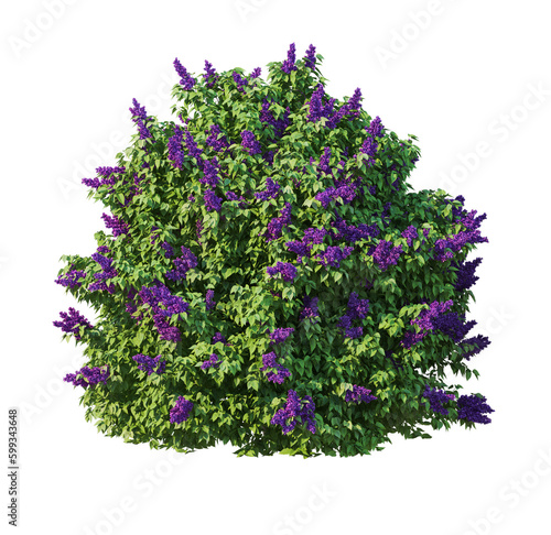flowers tree png image _ flower tree in isolated white back ground _ plant image _ bush image _ flower plant image