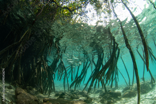 Sunlight filters underwater into the shadows of a dark mangrove forest growing in Raja Ampat  Indonesia. Mangroves are vital marine habitats that serve as nurseries and filter runoff from the land.