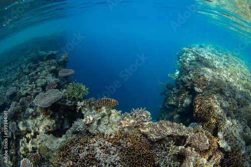 Corals grow right to the edge of a healthy reef drop off in Raja Ampat  Indonesia. This remote part of Indonesia is known for its incredible marine biodiversity.